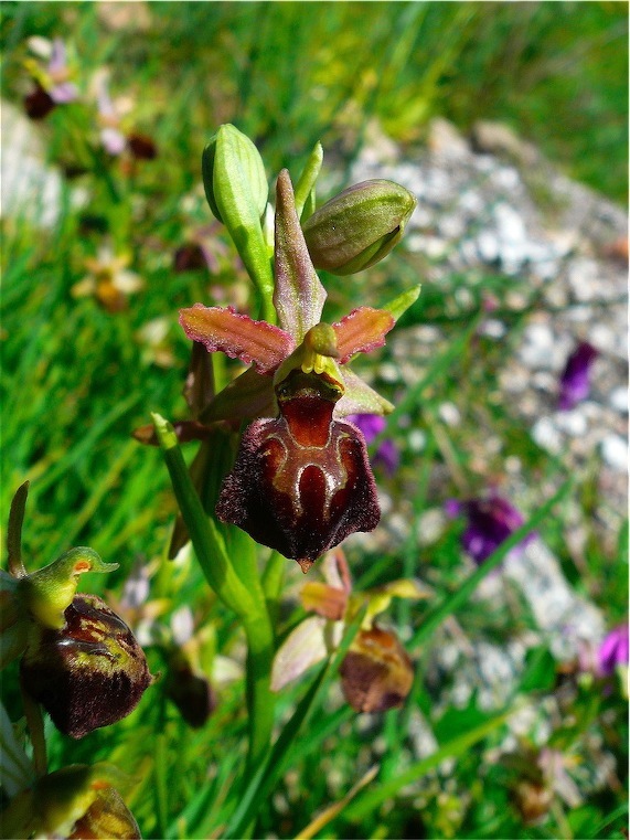 Ophrys , Orchis e ibridi - Orchidee cittadine II